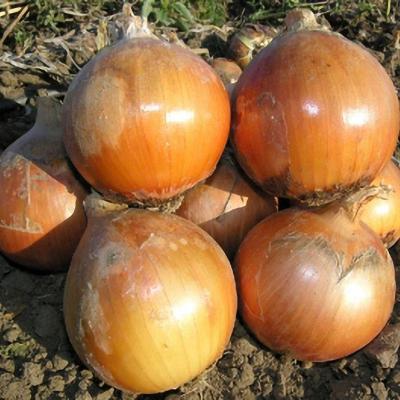 Хеленас (Helenas)