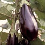 Травиата (Traviata)