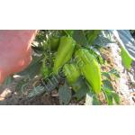 Ариадни (Ariadni)