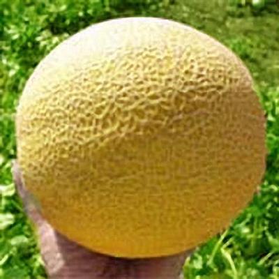 Серийн (Sereen)