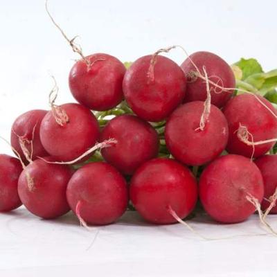 Селеста (Celesta)