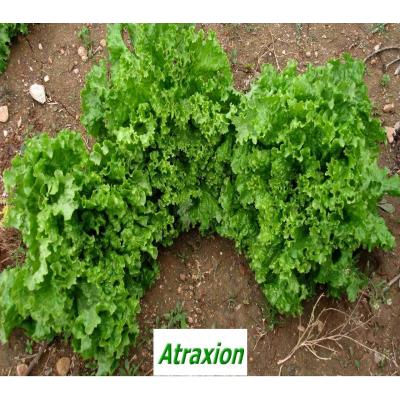 Атракцион(Atraxion)