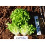 Кампания (Campania)