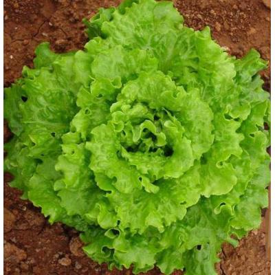 Кампания (Campania)