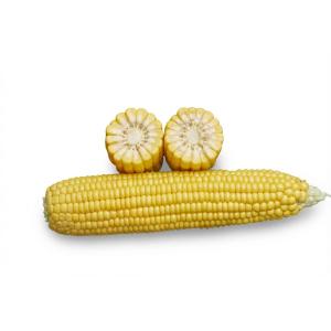 Семена суперсладка царевица GSS 6924 F1 – високодобивен хибрид (Syngenta) Семена суперсладка царевица GSS 6924 F1 – високодобивен хибрид (Syngenta)