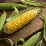 Семена суперсладка царевица GSS 6924 F1 – високодобивен хибрид (Syngenta)