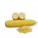 Семена суперсладка царевица GSS 6924 F1 – високодобивен хибрид (Syngenta)