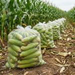 Семена суперсладка царевица GSS 6924 F1 – високодобивен хибрид (Syngenta)