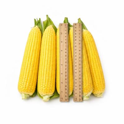 Семена суперсладка царевица SV1446SD F1 – ранен хибрид (Seminis)