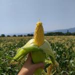 Семена суперсладка царевица SV1446SD F1 – ранен хибрид (Seminis)