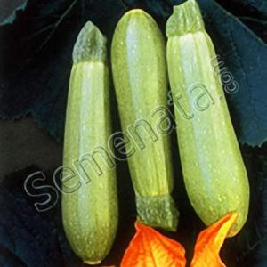 Зина (Zina) Зина (Zina)