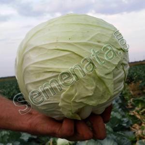 Ландини (Landini)